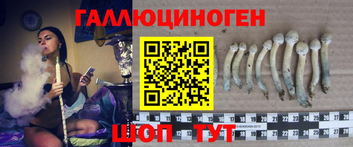 Галлюциногенные грибы Psilocybe Ртищево